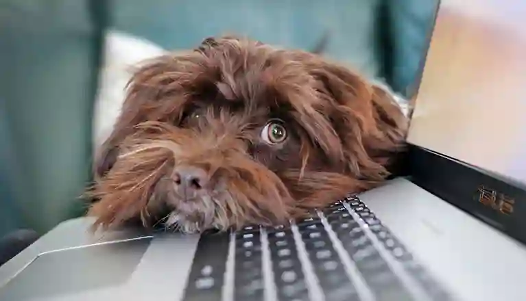 Brun, långhårig, hund vilar huvudet på tangentbordet till en bärbar dator