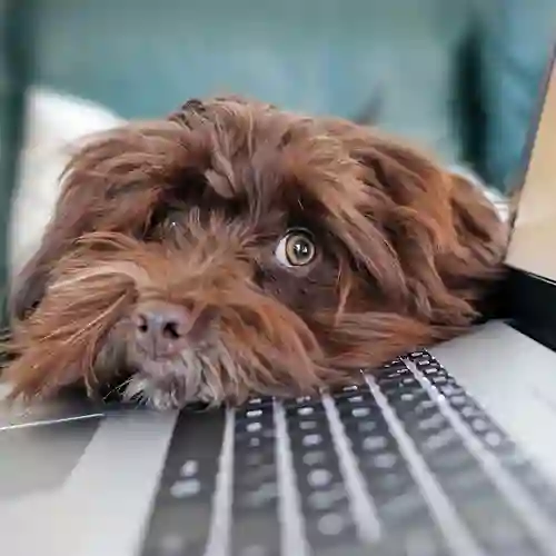 Brun, långhårig, hund vilar huvudet på tangentbordet till en bärbar dator
