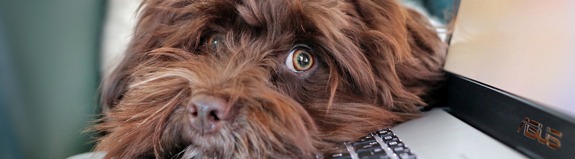 Brun, långhårig, hund vilar huvudet på tangentbordet till en bärbar dator