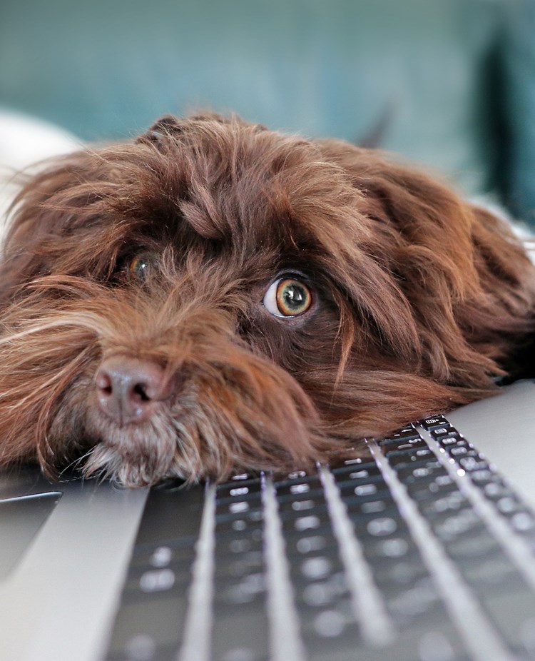 Brun, långhårig, hund vilar huvudet på tangentbordet till en bärbar dator