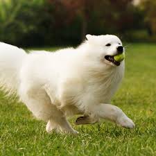 Vit långhårig hund som springer på en gräsmatta