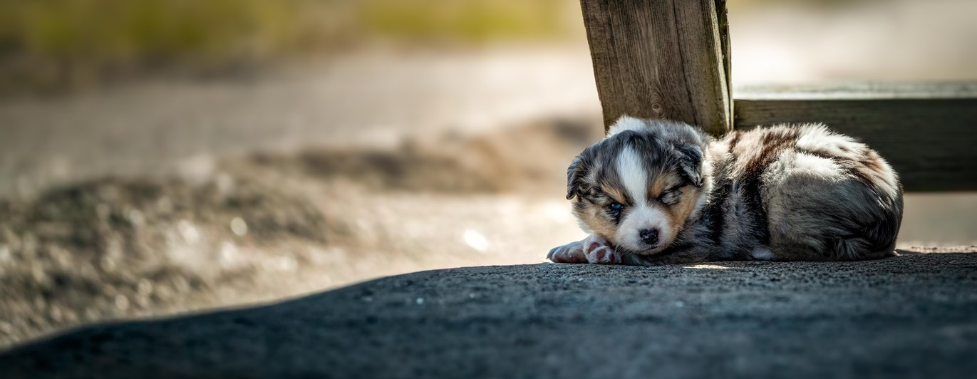 Australian shepherd valp