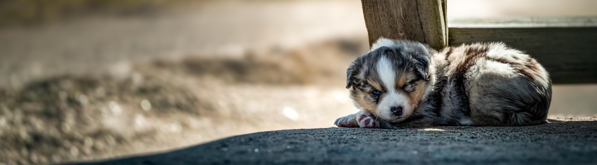 Australian shepherd valp