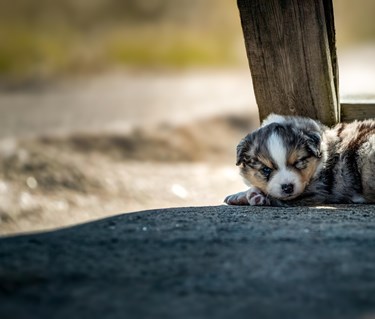Australian shepherd valp