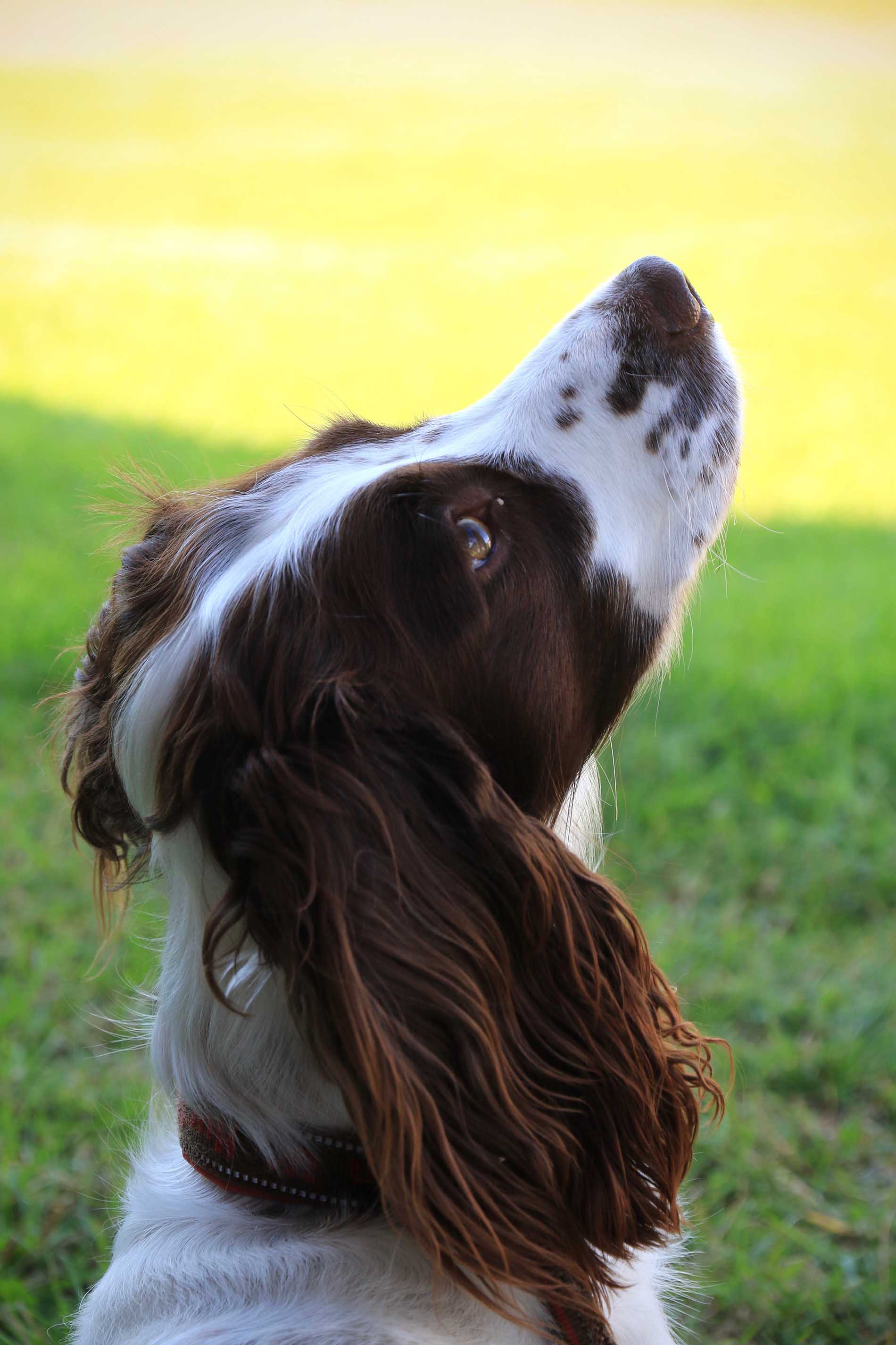 Springer spaniel kikar uppåt mot sin förare som är utanför bild