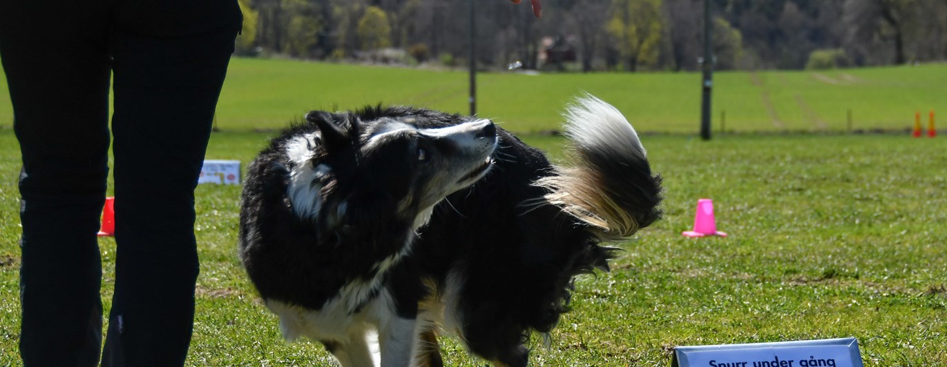 Border collie som utför momentet snurr under gång i rallylydnad