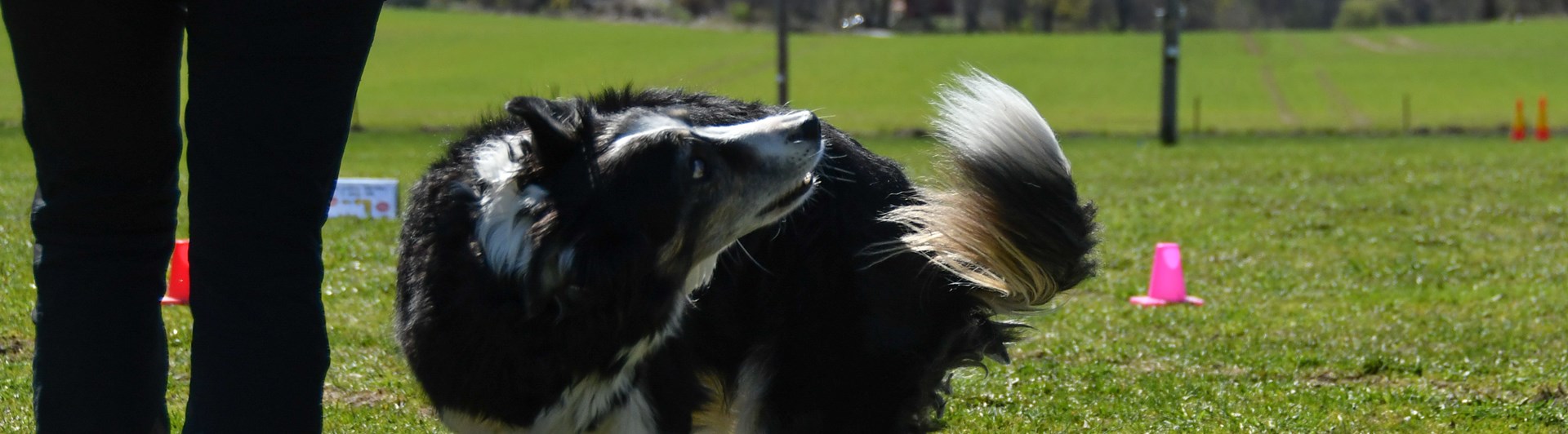 Border collie som utför momentet snurr under gång i rallylydnad