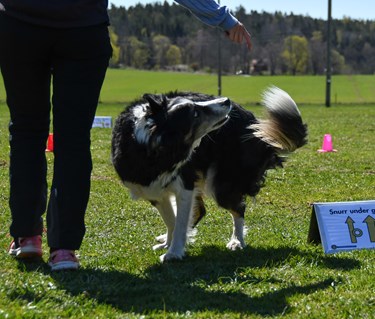 Border collie som utför momentet snurr under gång i rallylydnad
