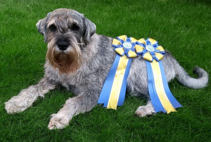 Bild på Izor som har fått cert i rallylydnadstävling 