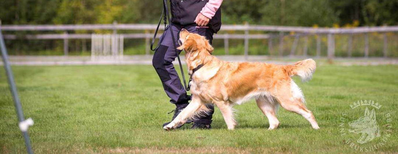 Lena Legnar tränar med sin hund