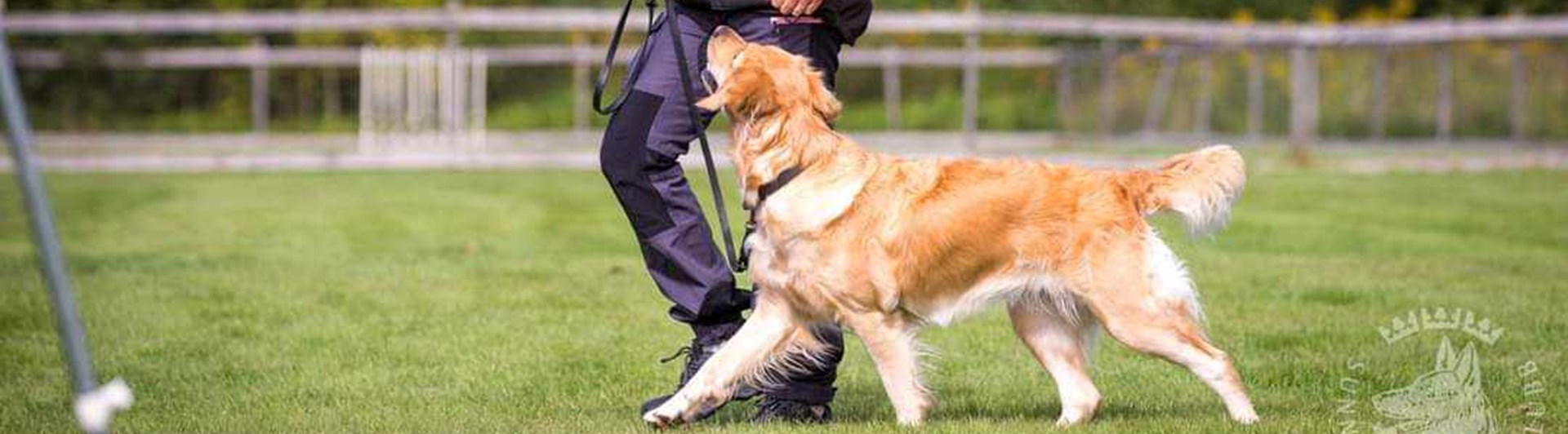 Lena Legnar tränar med sin hund