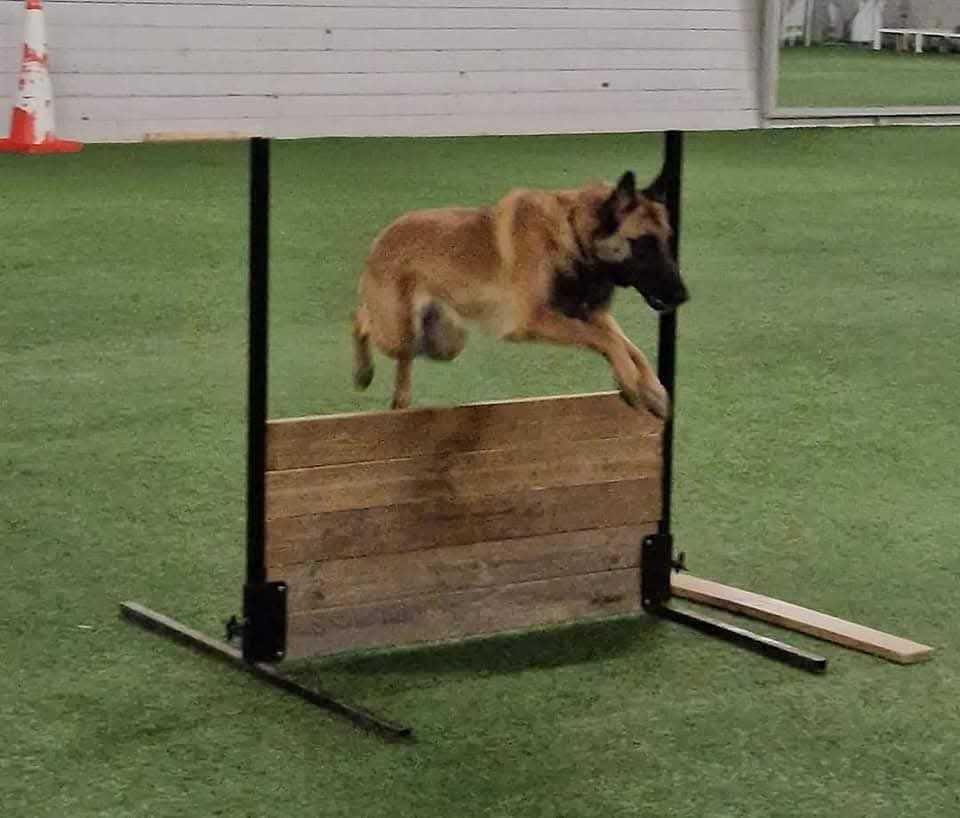 Hund hoppar över hinder