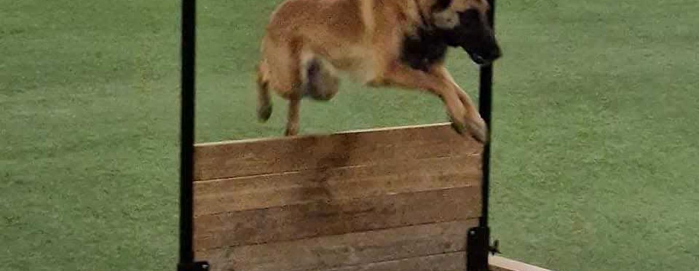 Hund hoppar över hinder