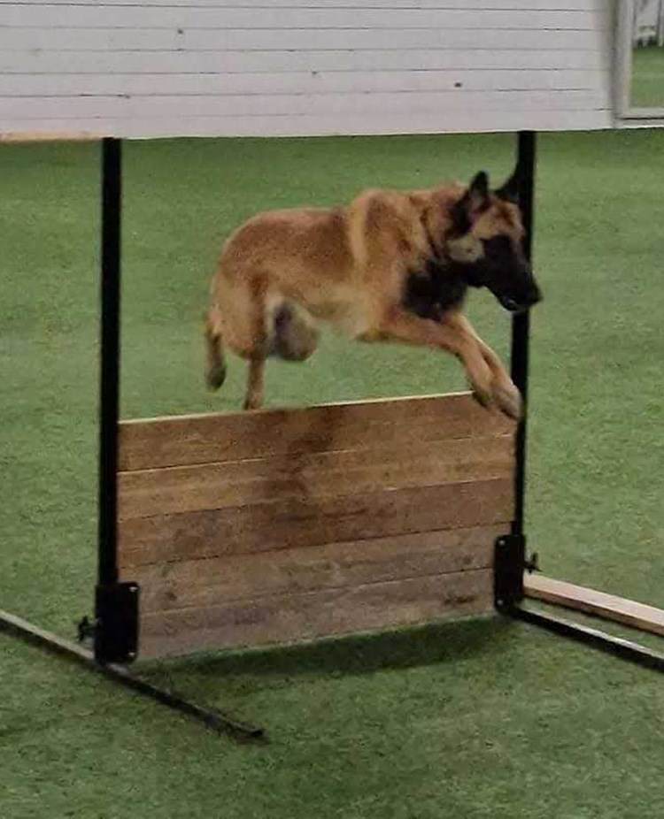 Hund hoppar över hinder