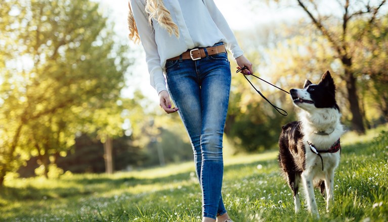 border collie på promenad