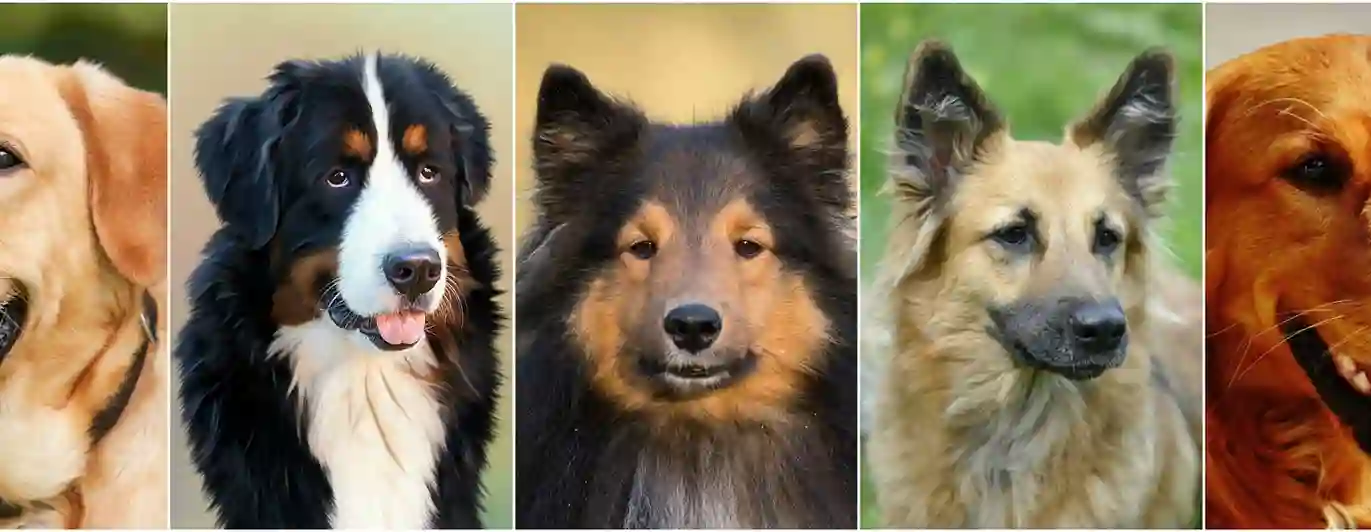 Bild på fem hundar.