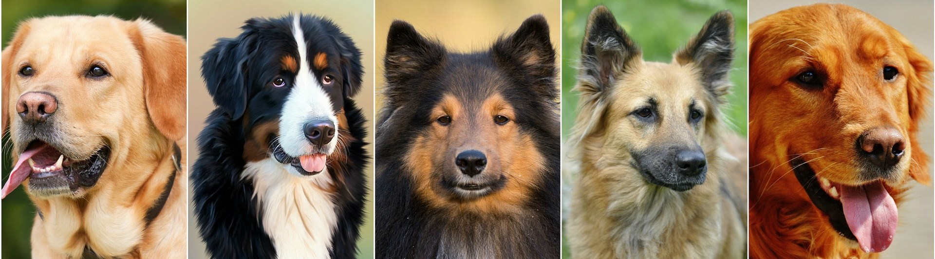Bild på fem hundar.