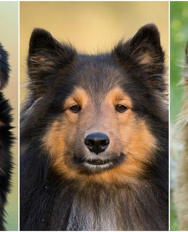 Bild på fem hundar.