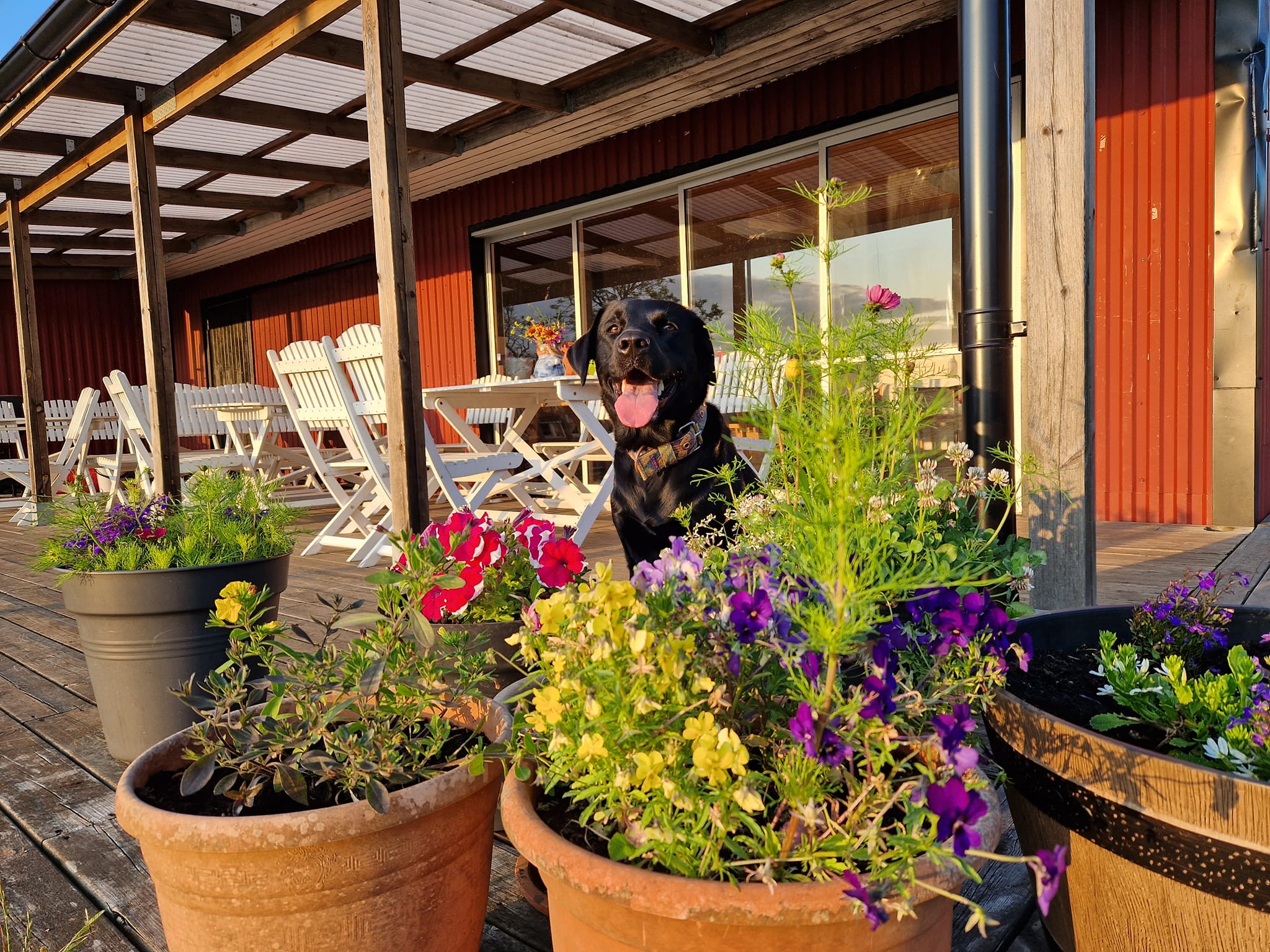 Svart hund bakom krukor med blommor