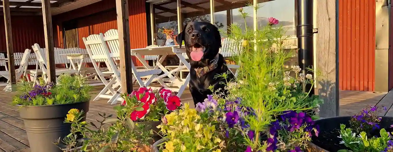 Svart hund bakom krukor med blommor