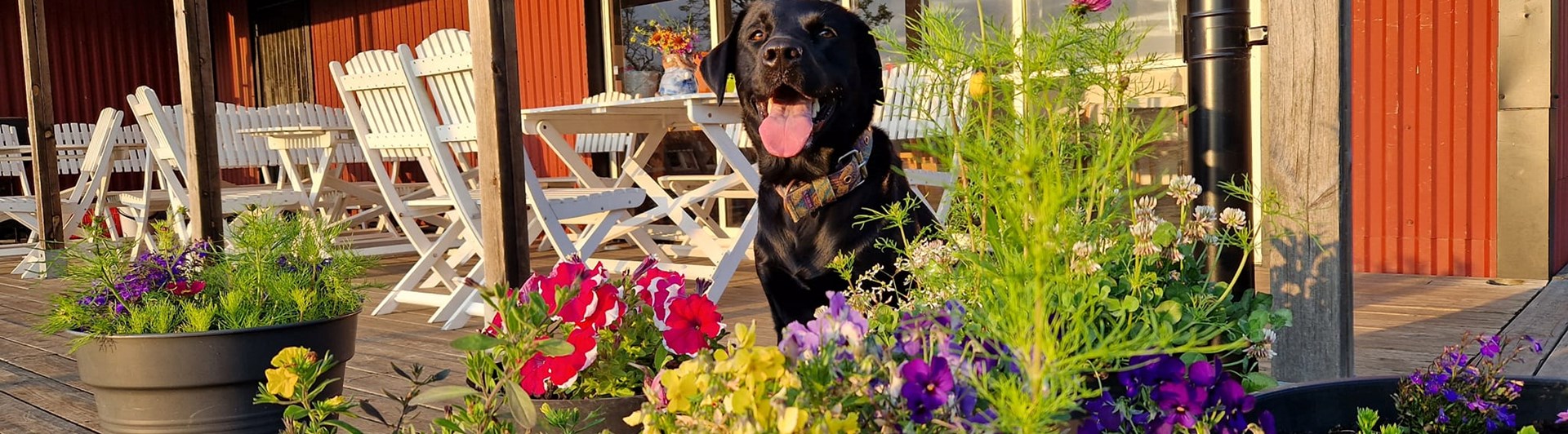 Svart hund bakom krukor med blommor