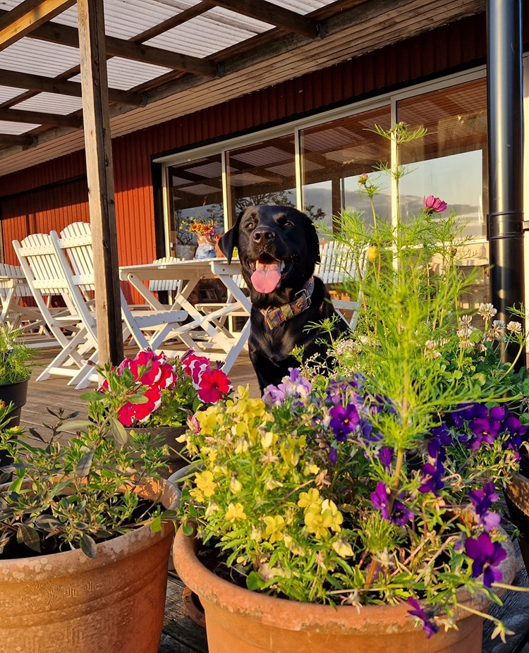 Svart hund bakom krukor med blommor