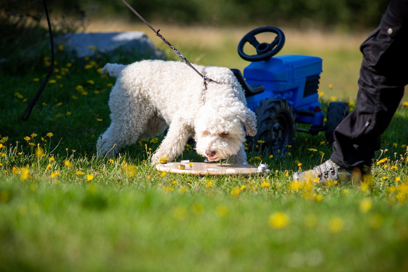 Liten vit lockpälsad hund nosar på metallbehållare på en träbricka