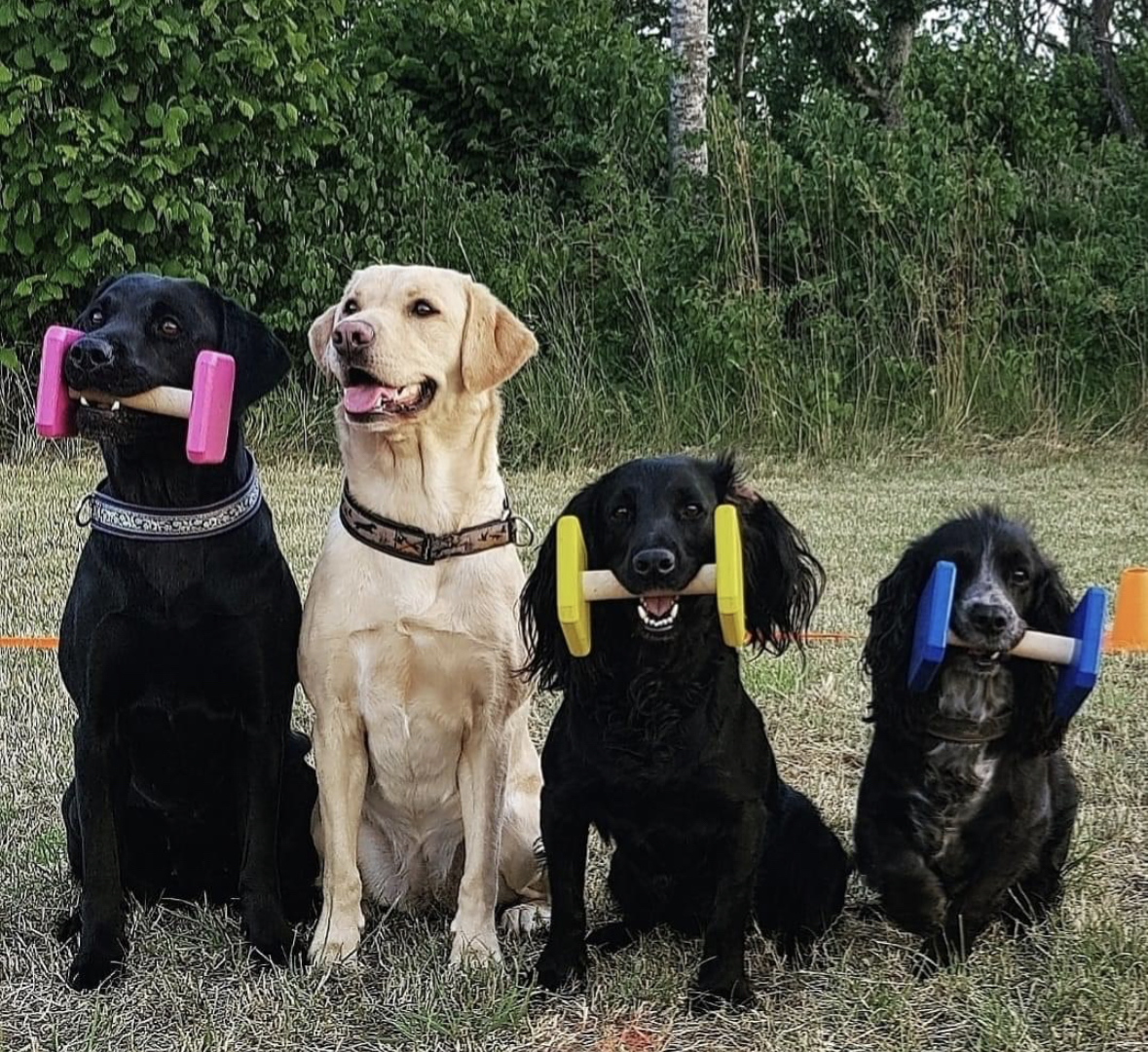 Sektion - Tävlingslydnad