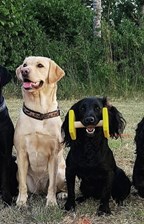 Sektion - Tävlingslydnad