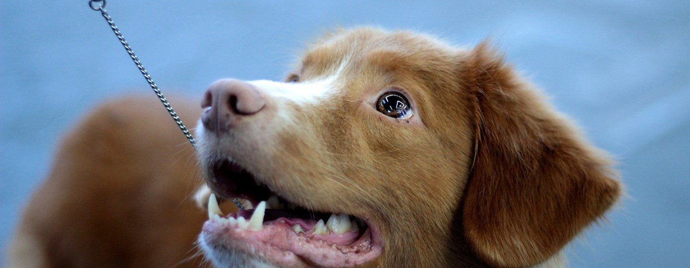 Tollare som står i ett utställningskoppel