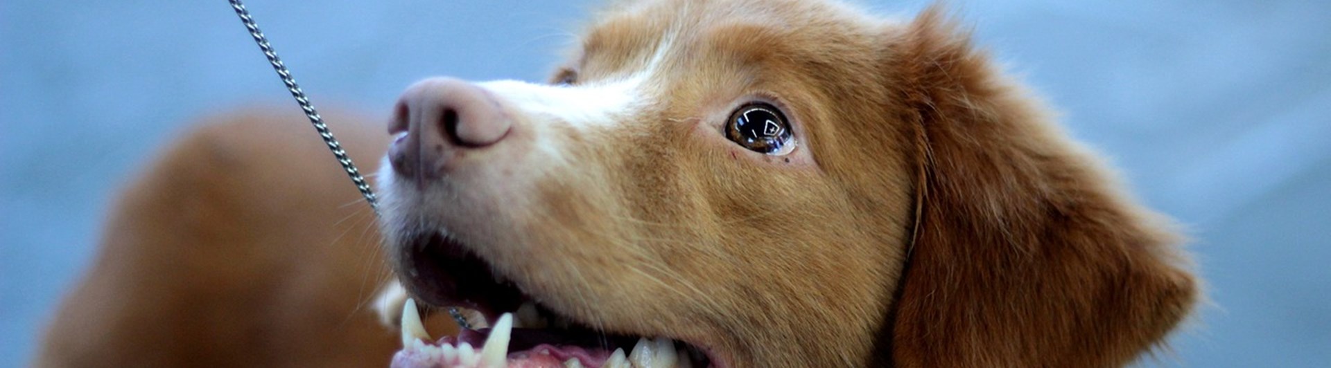 Tollare som står i ett utställningskoppel