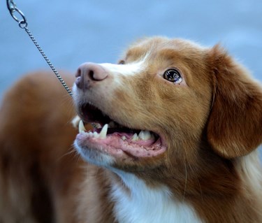Tollare som står i ett utställningskoppel
