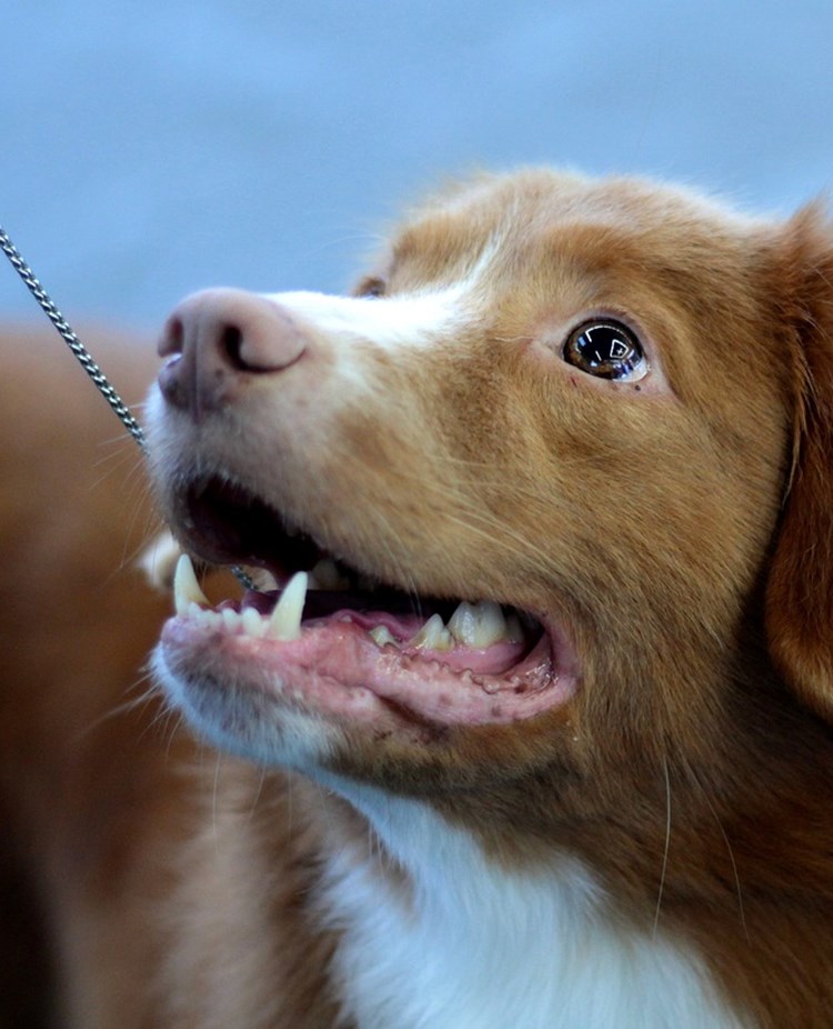 Tollare som står i ett utställningskoppel