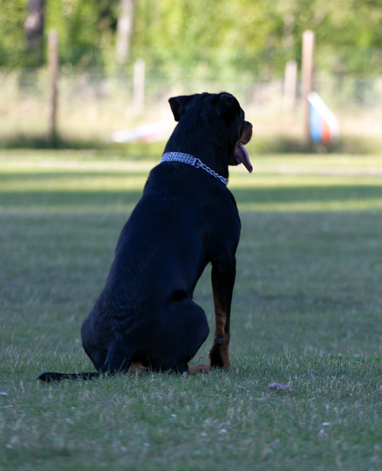 Rottweiler