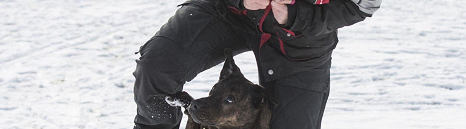 Hund av staffordshire bullterriertyp mellan förares ben