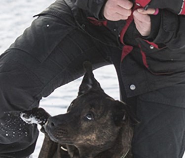 Hund av staffordshire bullterriertyp mellan förares ben