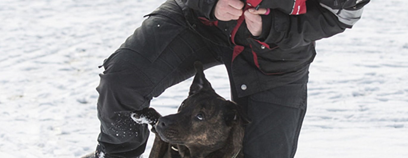 Hund av staffordshire bullterriertyp mellan förares ben