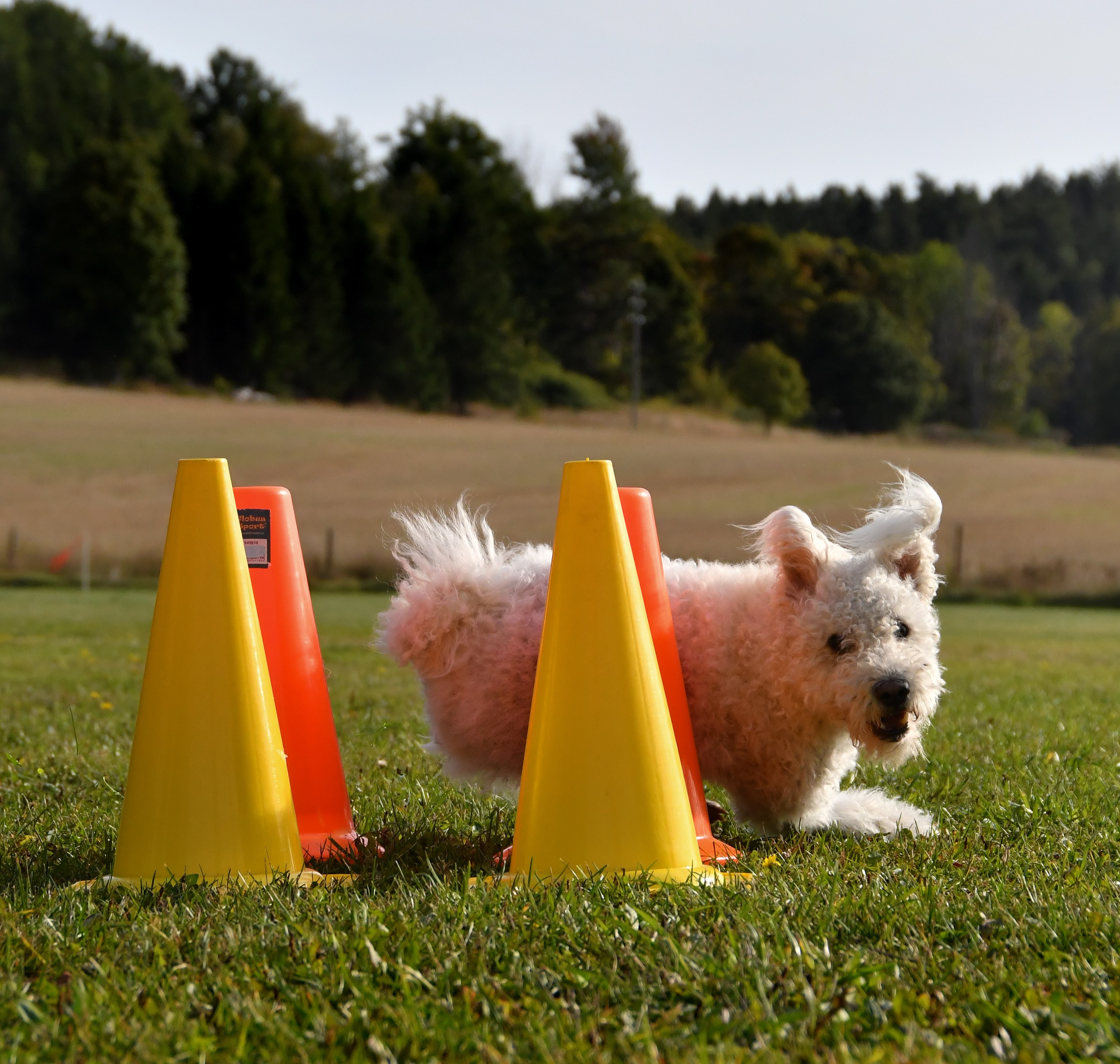 Bild regelbok lydnad 2023