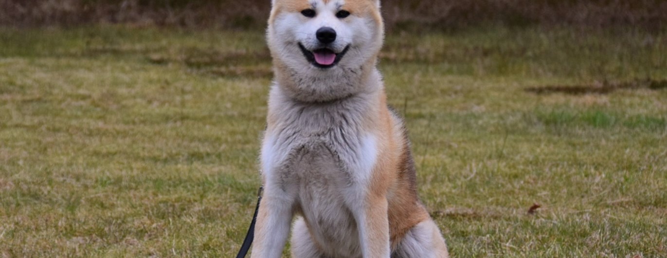 Akita, sitt