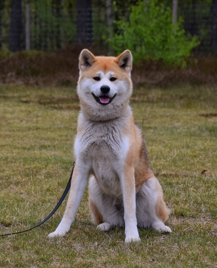 Akita, sitt