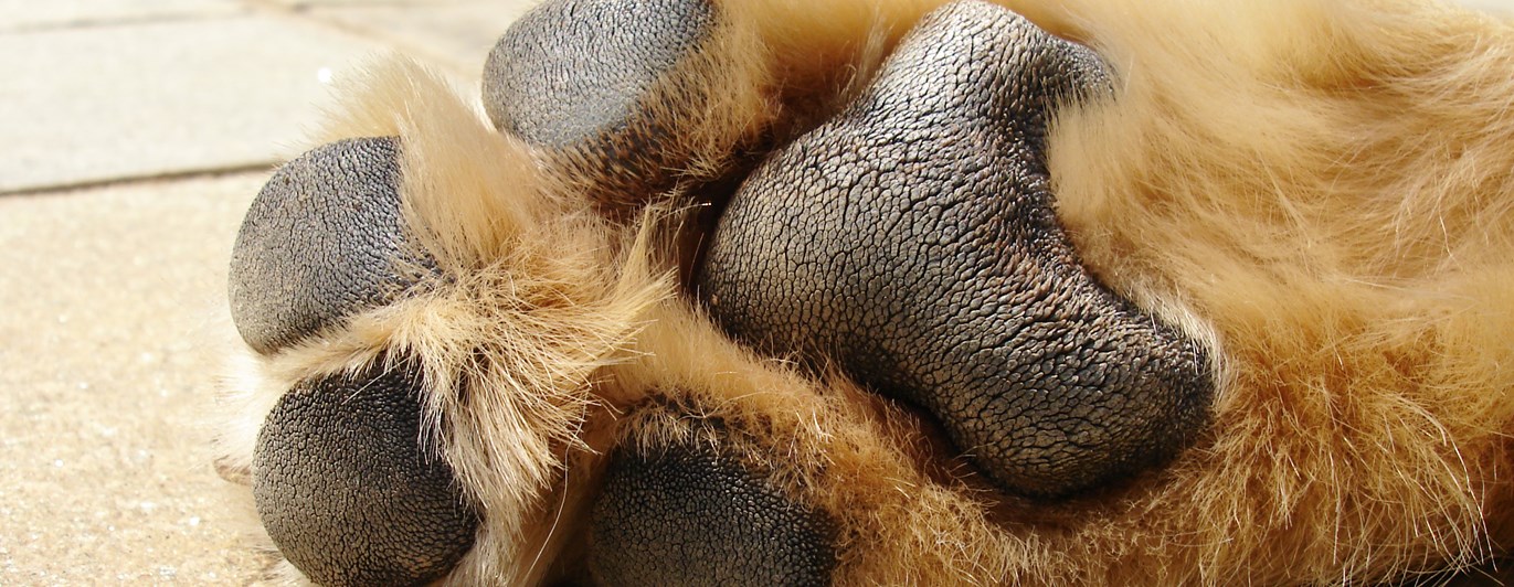 Kontroll av trampdynor