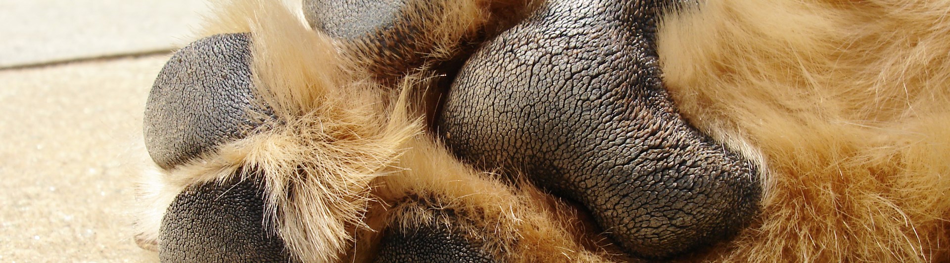 Kontroll av trampdynor