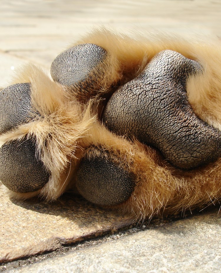 Kontroll av trampdynor