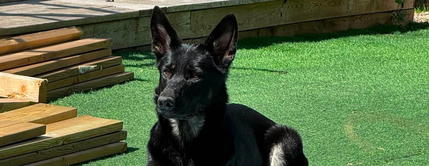 Hund som ligger på en matta