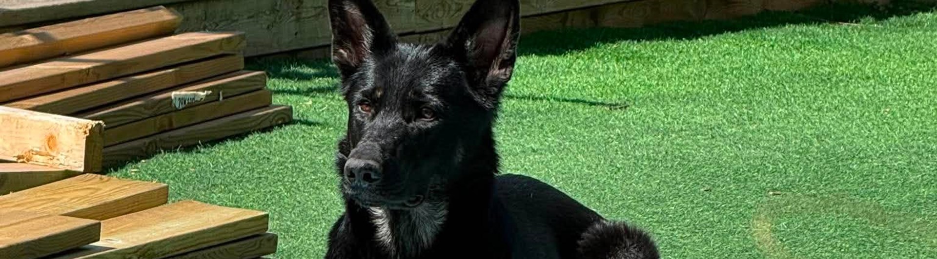 Hund som ligger på en matta