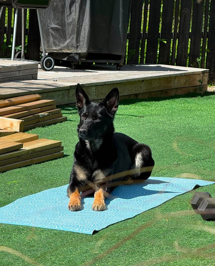 Hund som ligger på en matta
