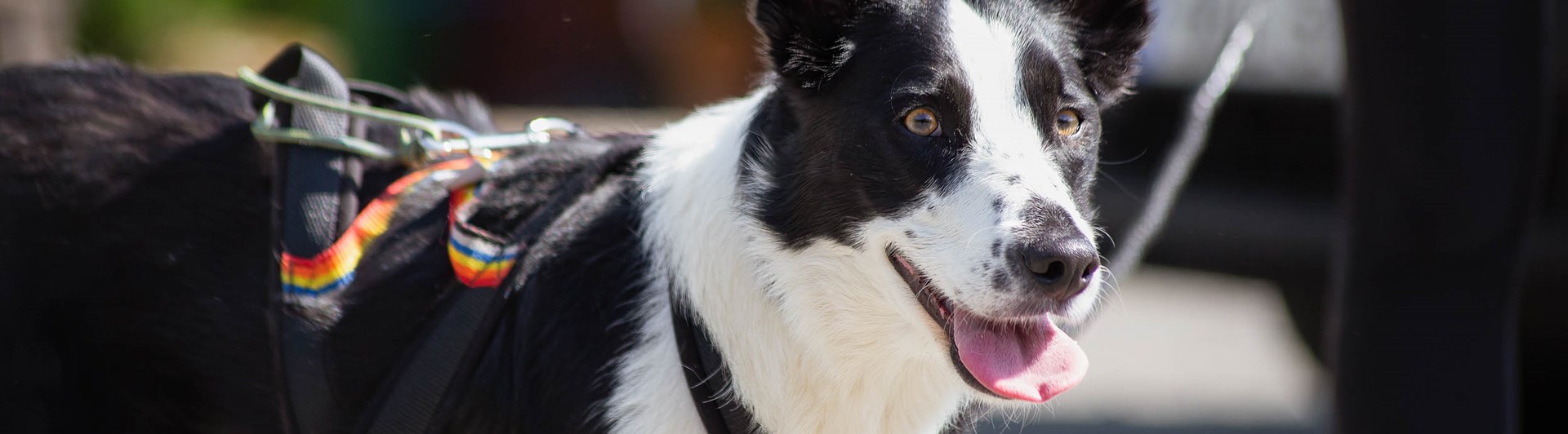 Svartvit hund tittar in i kameran