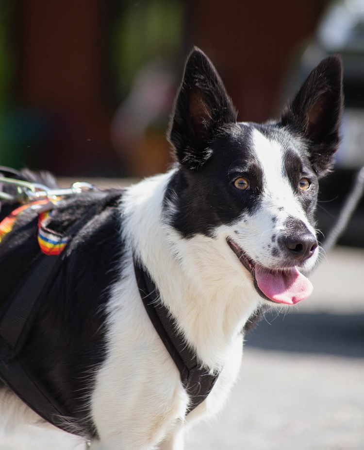 Svartvit hund tittar in i kameran