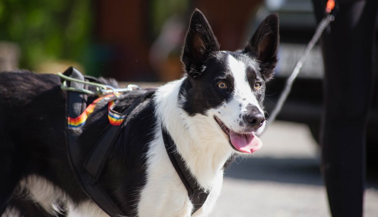 Svartvit hund tittar in i kameran