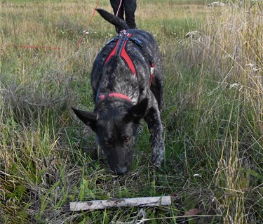 Bild regelbok bruks 2023